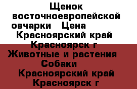 Щенок восточноевропейской овчарки › Цена ­ 5 000 - Красноярский край, Красноярск г. Животные и растения » Собаки   . Красноярский край,Красноярск г.